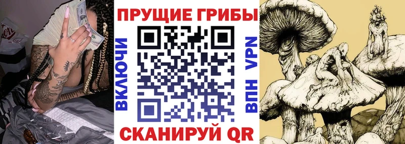 Псилоцибиновые грибы Psilocybe  Яхрома 